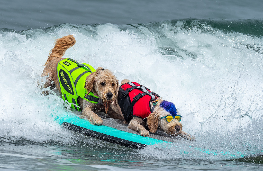 Pacifica Dog Surf Competition 2022